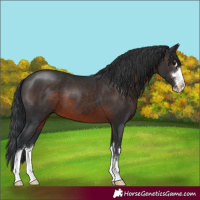 Horse Color:Brown 