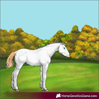 Horse Color:White Spotted Gold Champagne Roan Pearl Dun 