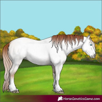 Horse Color:Gray Sable Cream Champagne Roan Pearl Sabino 