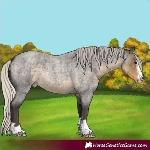 Horse Color:Silver Smoky Blue Roan 