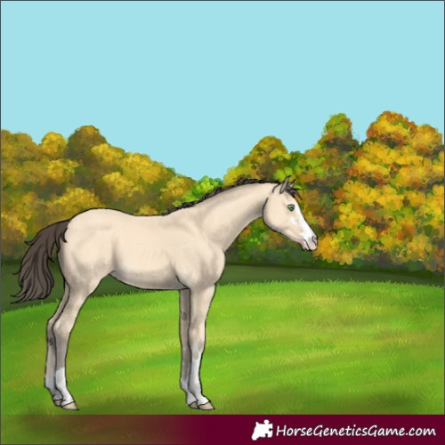 Horse Color:Amber Cream Champagne 