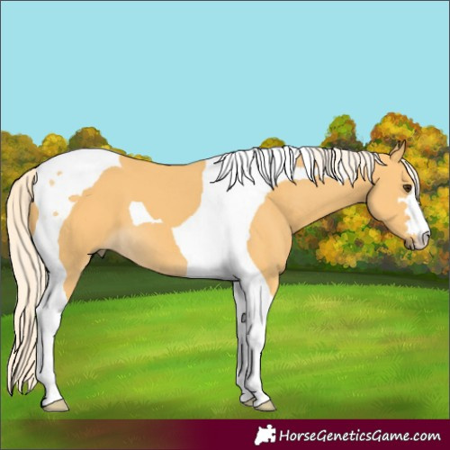 Horse Color:Palomino Tobiano 
