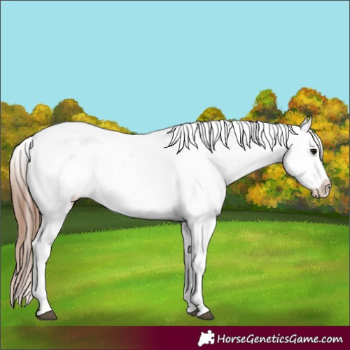 Horse Color:White Spotted Bay Appaloosa