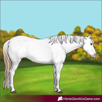 Horse Color:White Spotted Bay Appaloosa 