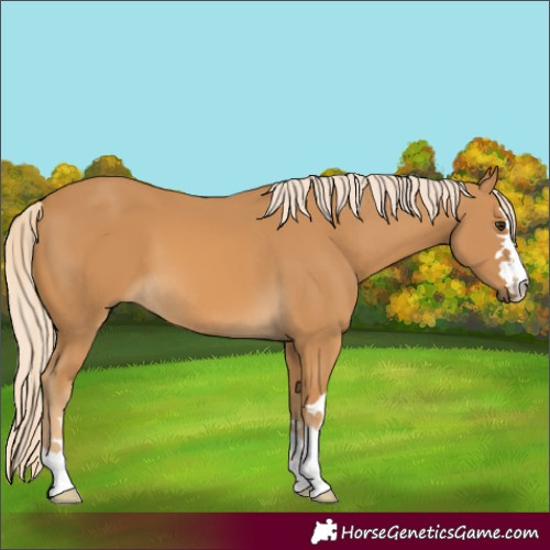 Horse Color:Palomino