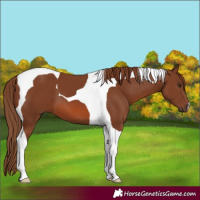 Horse Color:Chestnut Tobiano