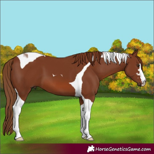 Horse Color:Chestnut Tobiano