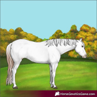 Horse Color:Chestnut Appaloosa 