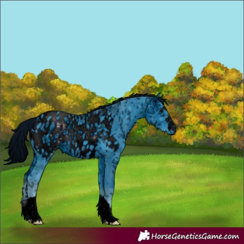 Horse Color:ERROR: UNKNOWN ANOMALY