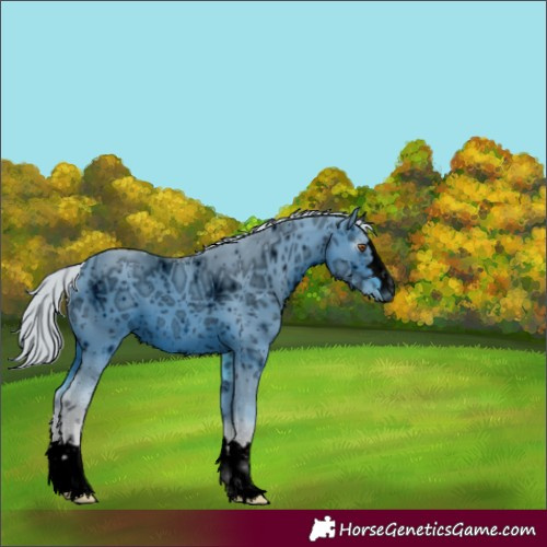 Horse Color:ERROR: UNKNOWN ANOMALY