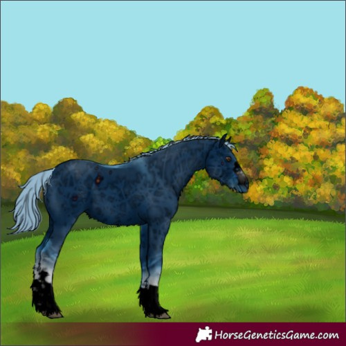 Horse Color:ERROR: UNKNOWN ANOMALY