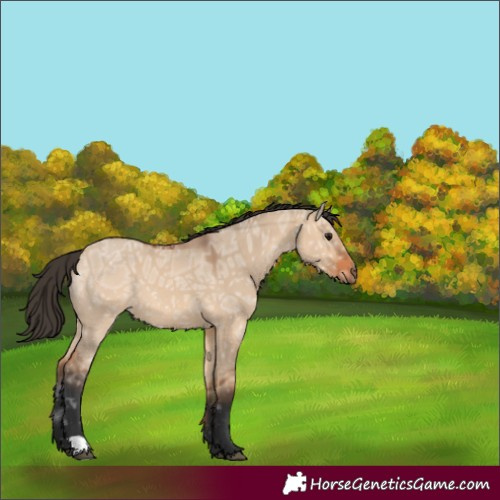 Horse Color:Bay Ice Dun 