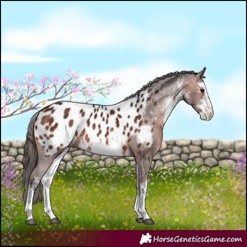 Horse Color:White Spotted Bay Appaloosa 