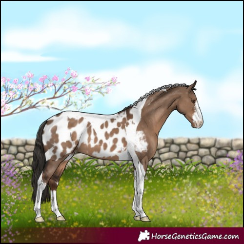 Horse Color:White Spotted Liver Red Dun Tobiano Appaloosa 