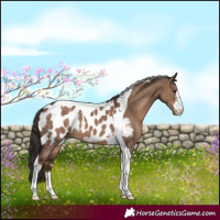 Horse Color:White Spotted Liver Red Dun Tobiano Appaloosa