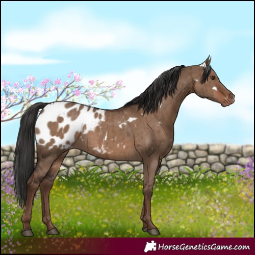 Horse Color:White Spotted Liver Red Dun Appaloosa Brindle