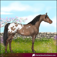 Horse Color:White Spotted Liver Red Dun Appaloosa Brindle