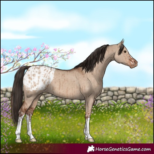 Horse Color:White Spotted Liver Red Dun Brindle and White Spotted Liver Red Dun Appaloosa Brindle