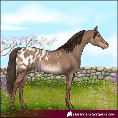 Horse Color:White Spotted Liver Red Dun Appaloosa Brindle 