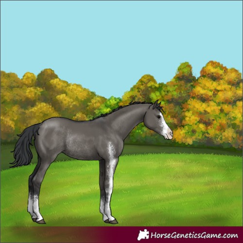 Horse Color:Grullo Sabino Rabicano 