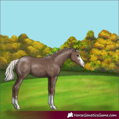 Horse Color:Silver Black