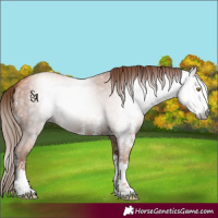 Horse Color:Gray Gold Champagne Sabino 