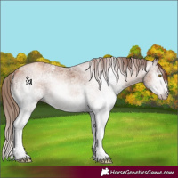 Horse Color:Gray White Spotted Gold Champagne Ice