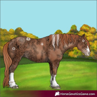 Horse Color:Gold Champagne Ice