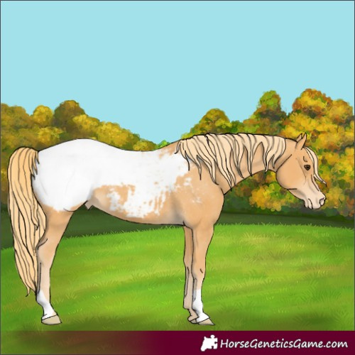 Horse Color:Chestnut Appaloosa 