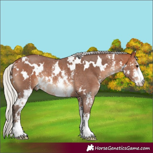 Horse Color:White Spotted Silver Bay Sabino Rabicano