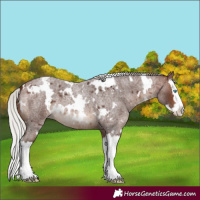 Horse Color:White Spotted Silver Brown Roan Splash 