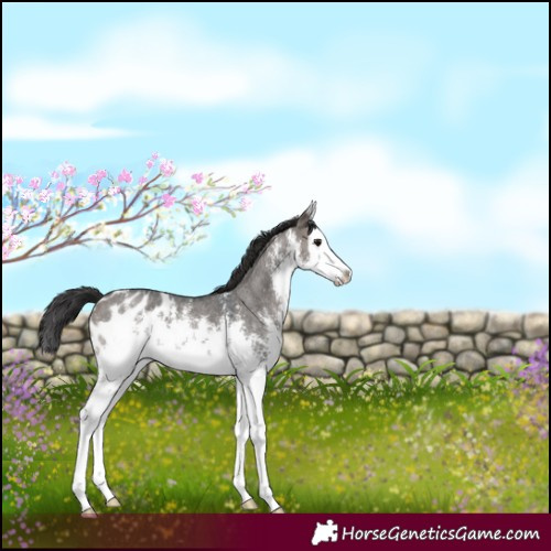 Horse Color:White Spotted Brown Dun Sabino Splash Appaloosa 