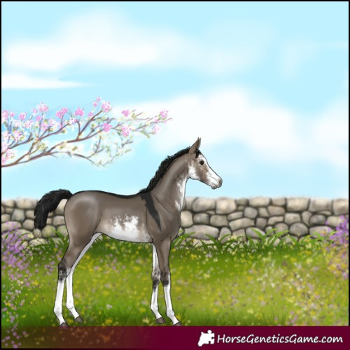 Horse Color:Gray White Spotted Brown Dun 