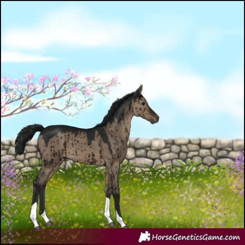 Horse Color:Gray White Spotted Brown Dun Tobiano Brindle 