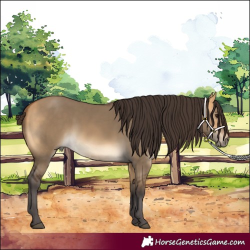 Horse Color:Buckskin Dun Rabicano 