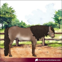 Horse Color:White Spotted Liver Red Dun 