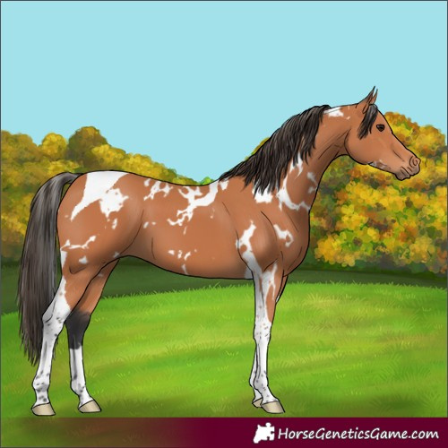 Horse Color:White Spotted Bay Tobiano 