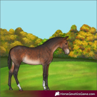 Horse Color:Bay Tobiano 
