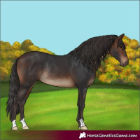 Horse Color:Brown Rabicano 
