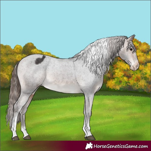 Horse Color:Bay Tobiano Varnish Rabicano