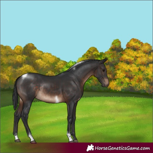 Horse Color:Brown Tobiano Rabicano