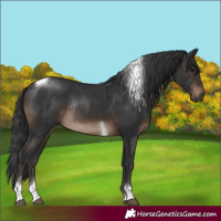 Horse Color:Brown Tobiano Rabicano