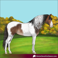 Horse Color:Bay Tobiano 