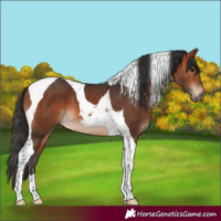 Horse Color:Bay Tobiano 