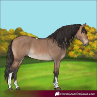 Horse Color:Bay Dun Tobiano