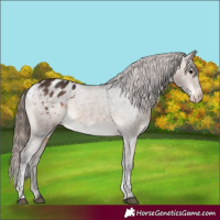 Horse Color:Brown Tobiano Blanket Rabicano 