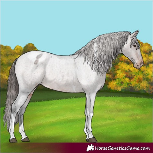 Horse Color:Brown Roan Tobiano Blanket