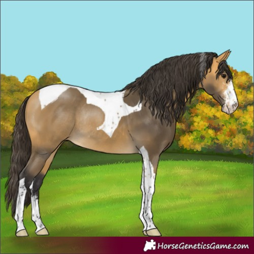 Horse Color:Buckskin Sabino Tobiano Rabicano