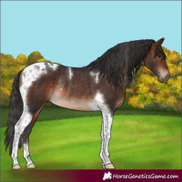 Horse Color:Brown Tobiano Rabicano