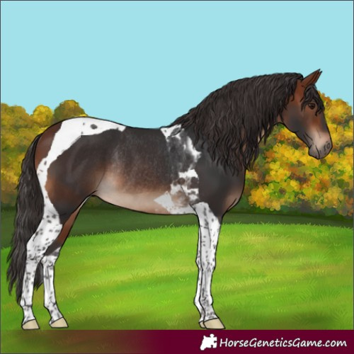 Horse Color:Bay Tobiano Rabicano 